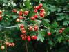 Crataegus laevigata